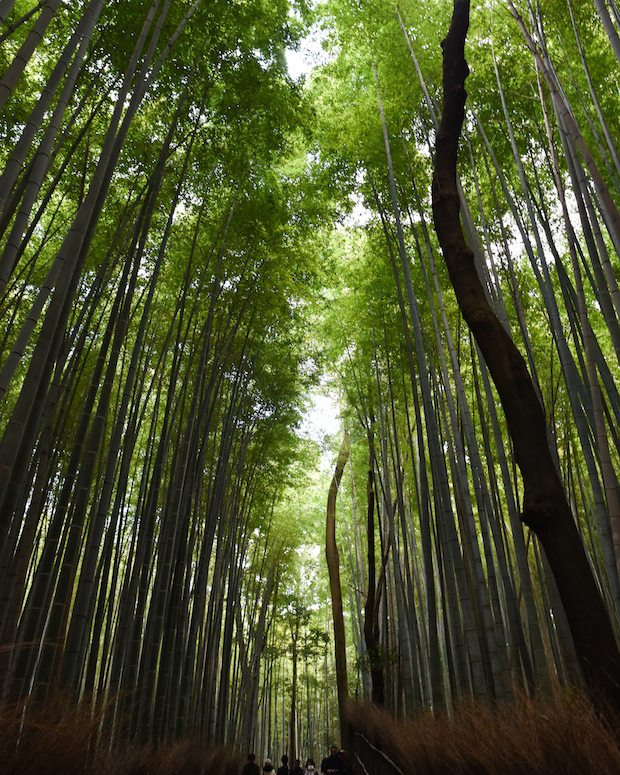 bamboo-forest